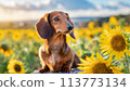 坐在向日葵田裡的臘腸犬 113773134