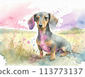 草地上的迷你臘腸犬 113773137