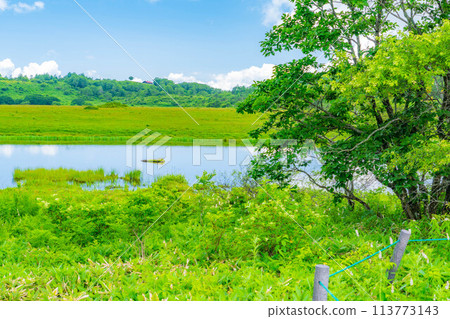 [Summer material] Wetlands in the sky/Yashimagahara wetlands in summer [Nagano Prefecture] 113773143