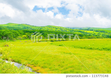 [Summer material] Wetlands in the sky/Yashimagahara wetlands in summer [Nagano Prefecture] 113773148