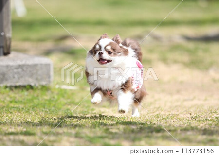 吉娃娃精力充沛地奔跑 113773156