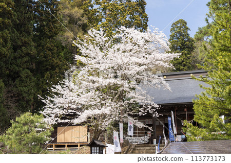 春天的道津神社，櫻花盛開，肥皂泡，福島縣豬苗代町 113773173
