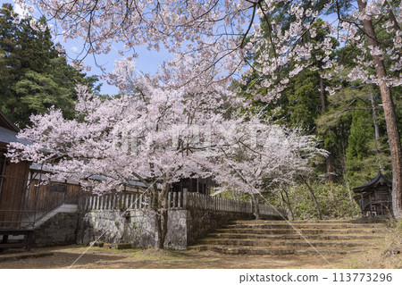 Spring at Tsuchi Shrine: worship hall and cherry blossoms in full bloom, Inawashiro Town, Fukushima Prefecture 113773296