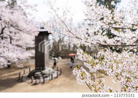 Spring in Tsuchi Shrine: Cherry blossoms in full bloom in the grounds, Inawashiro Town, Fukushima Prefecture Spring in Tsuchi Shrine: Cherry blossoms in full bloom in the grounds, Inawashiro Town, Fukushima Prefecture 113773331