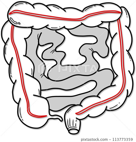 illustration of human intestine anatomy created by black and red line 113773359