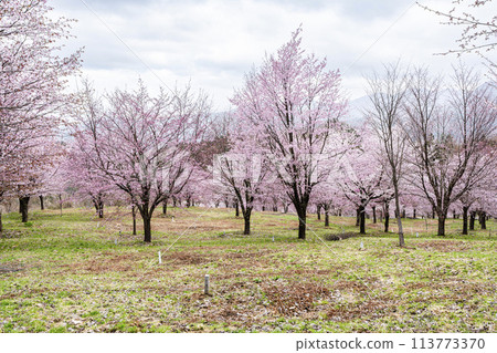 Spring Sakura Pass: Full-bloomed Ooyamazakura cherry blossoms in Kitashiobara Village, Fukushima Prefecture Spring Sakura Pass: Full-bloomed Ooyamazakura cherry blossoms in Kitashiobara Village, Fukushima Prefecture 113773370