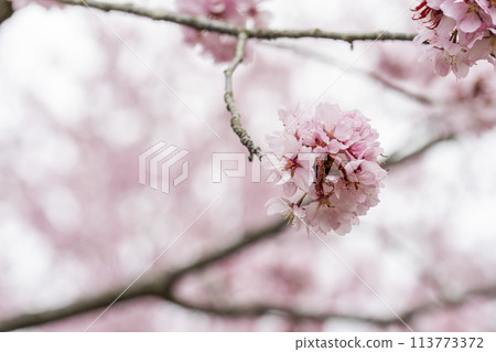 春天的櫻花通道,盛開的大山櫻,福島縣北鹽原村 春天的櫻花通道,盛開的大山櫻,福島縣北鹽原村 113773372