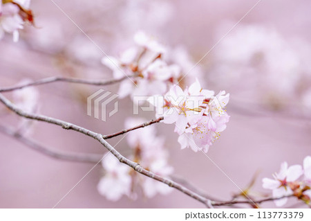 Spring Sakura Pass: Full-bloomed Ooyamazakura cherry blossoms in Kitashiobara Village, Fukushima Prefecture Spring Sakura Pass: Full-bloomed Ooyamazakura cherry blossoms in Kitashiobara Village, Fukushima Prefecture 113773379