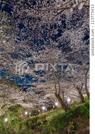 燈火通明的櫻花盛開 燈火通明的櫻花盛開 113773413
