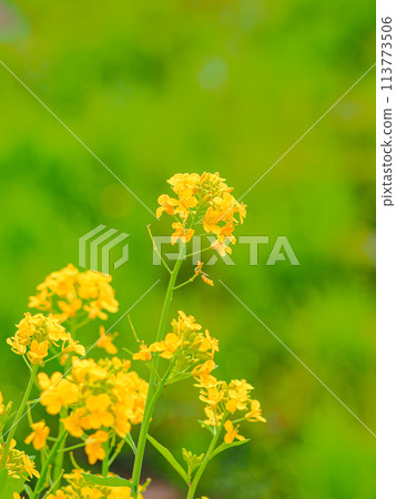 Rape blossoms blooming in the rape field Rape blossoms blooming in the rape field 113773506