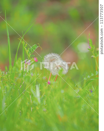 Dandelion's fluff Dandelion's fluff 113773507