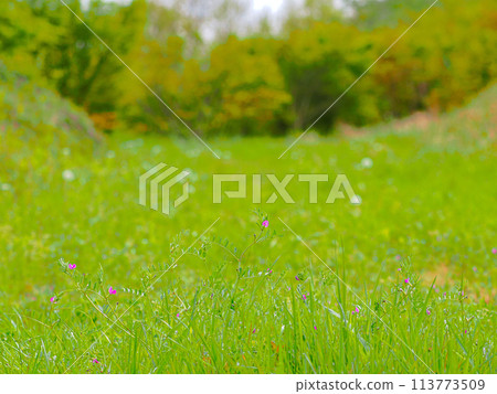 Flowers blooming in the meadow Flowers blooming in the meadow 113773509