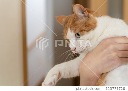 Embracing a cat Brown tiger white Embracing a cat Brown tiger white 113773728