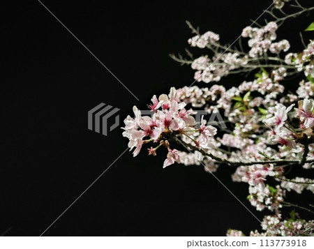 Cherry blossoms at night - The glow of cherry blossoms at night Cherry blossoms at night - The glow of cherry blossoms at night 113773918