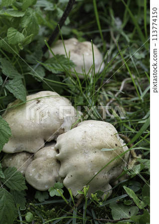 Closeup on fresh emerged pale colored European St. George's mushroom, Calocybe gambosa 113774150
