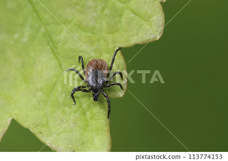 Detailed closeup on a castor bean tick, Ixodes ricinus a pest species that can transmit Lyme disease and tick-borne encephalitis. 113774153