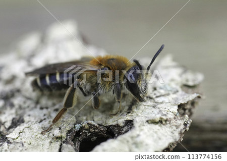 Closeup on a female Short-fringed mining bee, Andrena dorsata sitting on a piece of wood 113774156