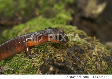 Closeup on the nominate endemic Ensatina eschscholtzii eschscholtzii salamander from Big Surr National Park, California Closeup on the nominate endemic Ensatina eschscholtzii eschscholtzii salamander from Big Surr National Park, California 113774168