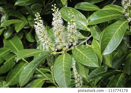 Closeup on a white blossoming evergreen Common laurel shrub, Prunus laurocerasus 113774178