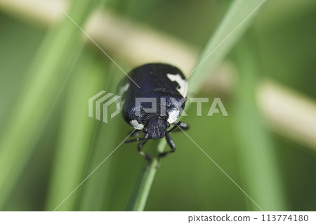 Closeup on the European black and white burrowing pied shield bug, Tritomegas bicolor Closeup on the European black and white burrowing pied shield bug, Tritomegas bicolor 113774180