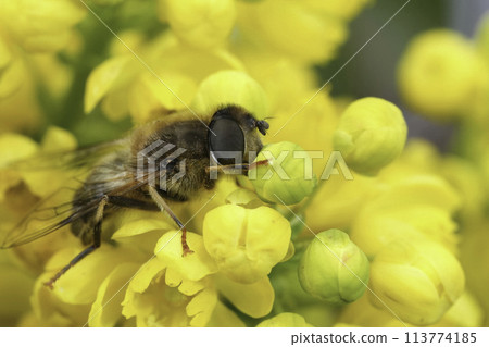 Closeup on a Tapered drone fly, Eristalis pertinax sitting on a yellow Berberis flowers Closeup on a Tapered drone fly, Eristalis pertinax sitting on a yellow Berberis flowers 113774185