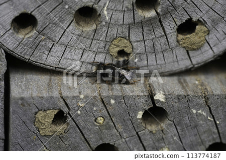 Closeup on a worn male European horned mason bee, Osmia cornuta sitting at the bee-hotel Closeup on a worn male European horned mason bee, Osmia cornuta sitting at the bee-hotel 113774187