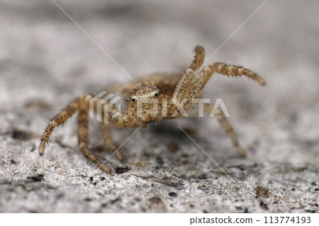 Facial closeup on a rusty brown small crab-spider , Xysticus in threatening pose Facial closeup on a rusty brown small crab-spider , Xysticus in threatening pose 113774193