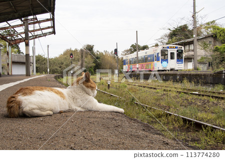進入火車和貓 113774280