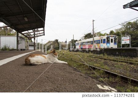 進入火車和貓 113774281