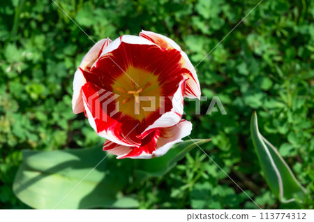 Tulip 113774312