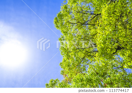 Fresh greenery in Ryokuen City 113774417