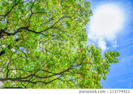 Fresh greenery in Ryokuen City 113774422