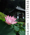 Lotus flowers in bloom at Mimurotoji Temple 113774638
