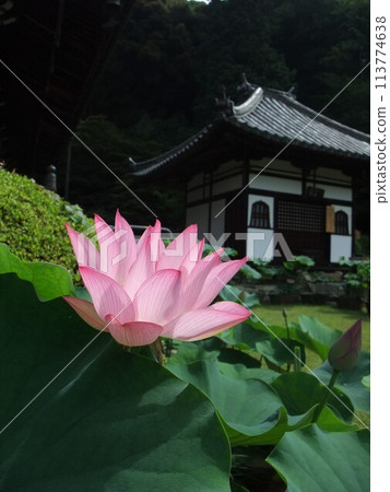 Lotus flowers in bloom at Mimurotoji Temple Lotus flowers in bloom at Mimurotoji Temple 113774638