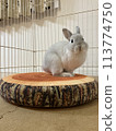 pet rabbit playing indoors 113774750