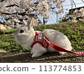 Cherry blossom viewing with my pet rabbit 113774853