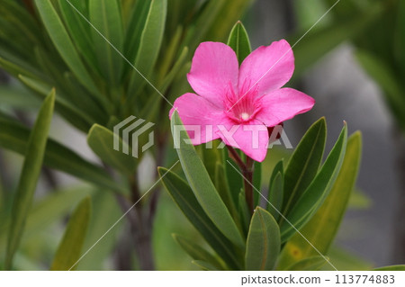 Pink Flower of Longhorn 113774883
