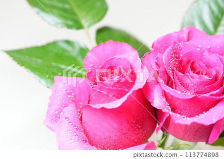 Rose Rose 113774898