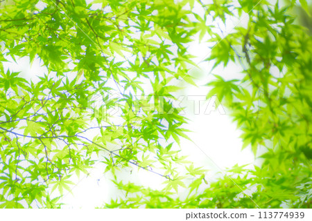 新鮮的綠色生態 新鮮的綠色生態 113774939