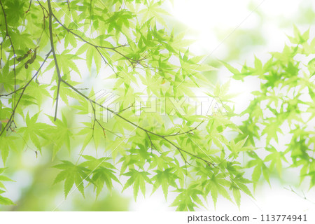 Fresh green eco Fresh green eco 113774941