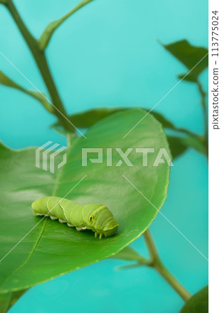 A swallowtail larva A swallowtail larva 113775024