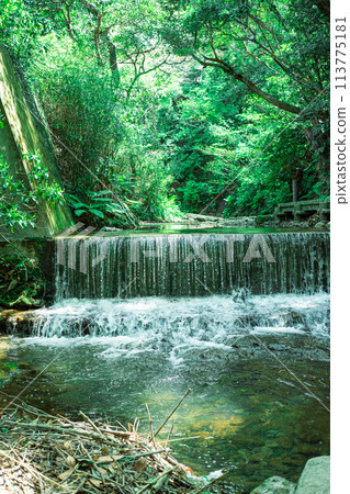 瀑布和森林 113775181