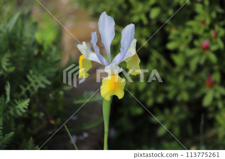 Yellow and white Dutch iris flowers blooming in a spring garden Yellow and white Dutch iris flowers blooming in a spring garden 113775261