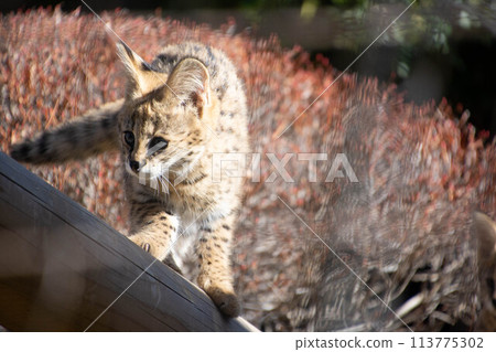 Serval Baby 113775302