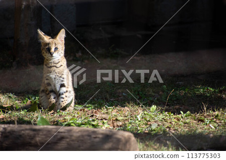 Serval Baby 113775303