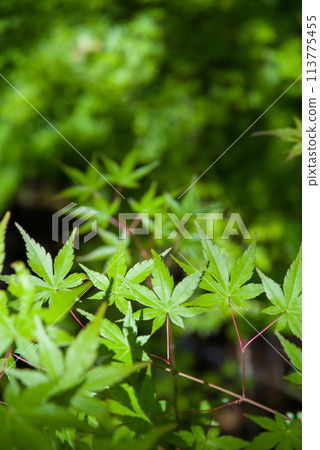 《清爽新綠》山澗邊的藍楓 113775455