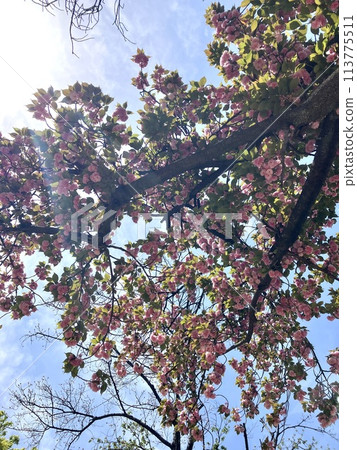 Glittering cherry blossom trees, Japan Glittering cherry blossom trees, Japan 113775511