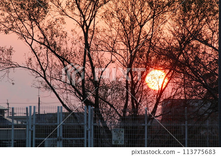 A beautiful sunrise over the trees A beautiful sunrise over the trees 113775683