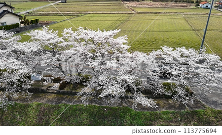 Miyoshi City, Miwa Town [Minamihara River Thousand Cherry Blossoms] Aerial Photo_No07 113775694