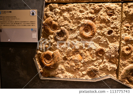 神奈川縣入生田生命之星地球博物館 神奈川縣入生田生命之星地球博物館 113775743